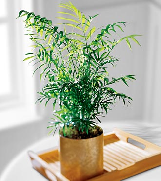 Palm Plant 